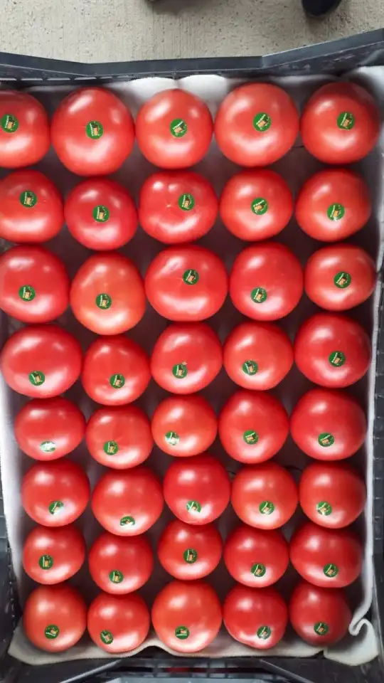 Продаю зелёные бобы Маш, фотография 3