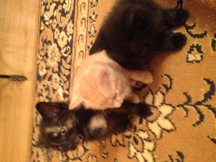 Котята бесплатно, фотография 3