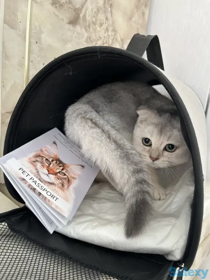 Скоттиш фолд котенок, фотография 1