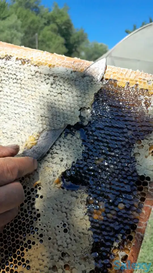 Продам мед (подсолнечник), фотография 3