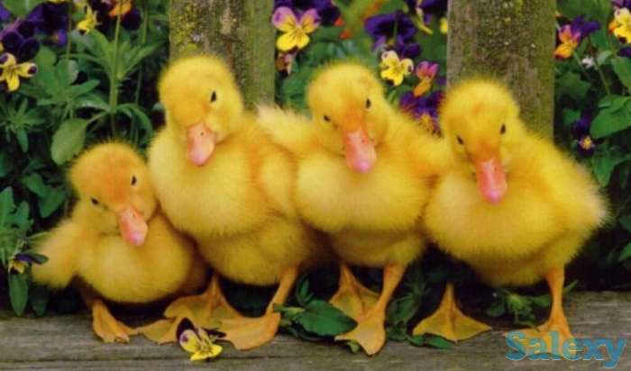 Птица оптом..., фотография 3