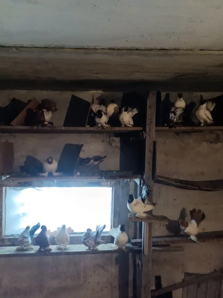 Голуби, фотография 4