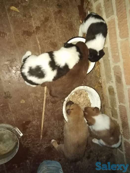 Щенки ищут дом!!!, фотография 1