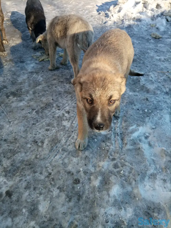 Помоги найти приют для щенят, фотография 4