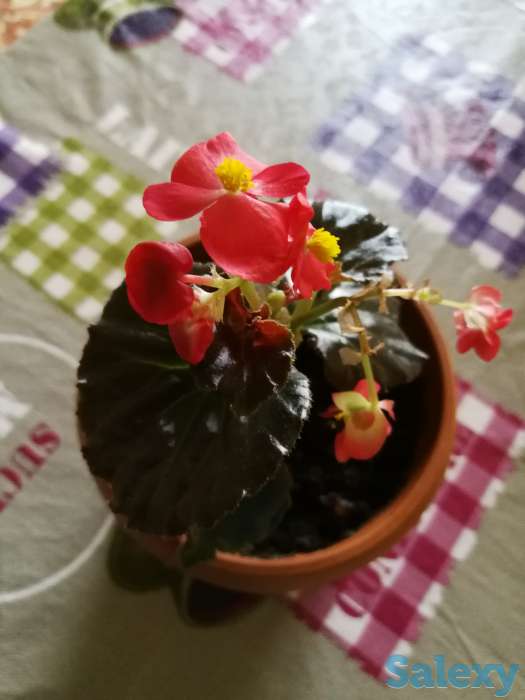 Комнатные цветы, фотография 6