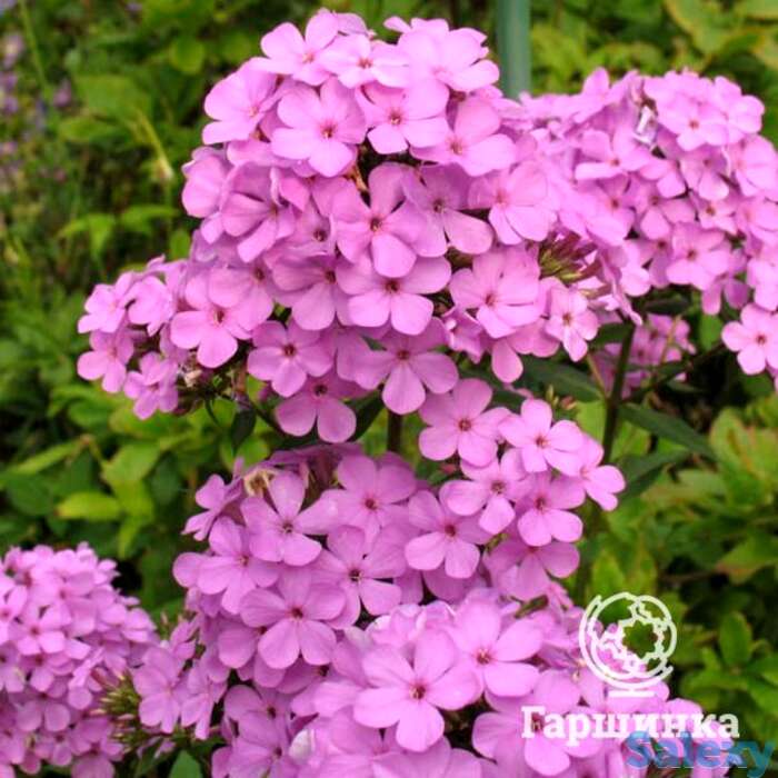 Флокс метельчатый Хесперис, фотография 1