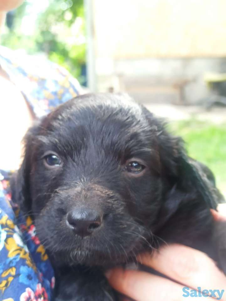 Отдам щенят, фотография 7