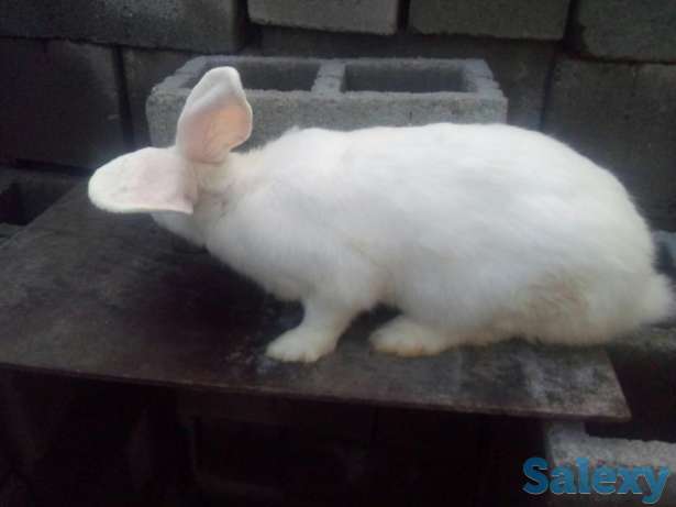 Продам кролика, фотография 1