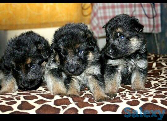 Щенки немецкой овчарки, фотография 5