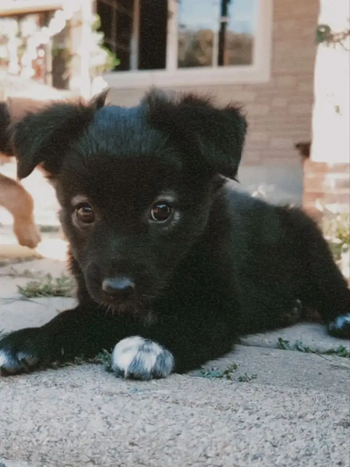 Щенки метисы от кинолога, фотография 7