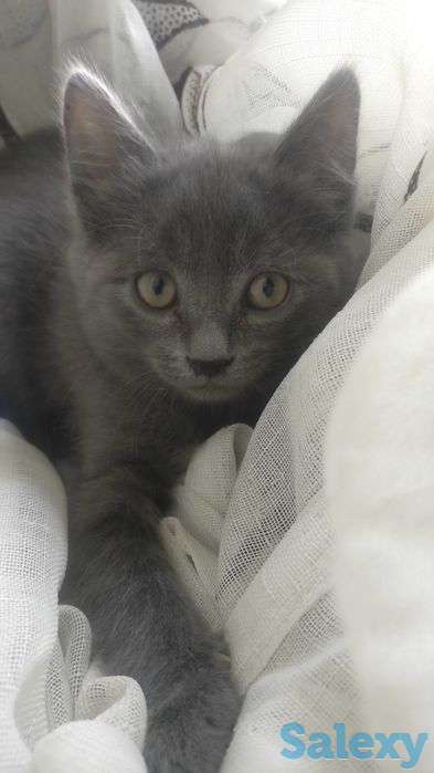 Отдам котят в заботливые руки, фотография 5