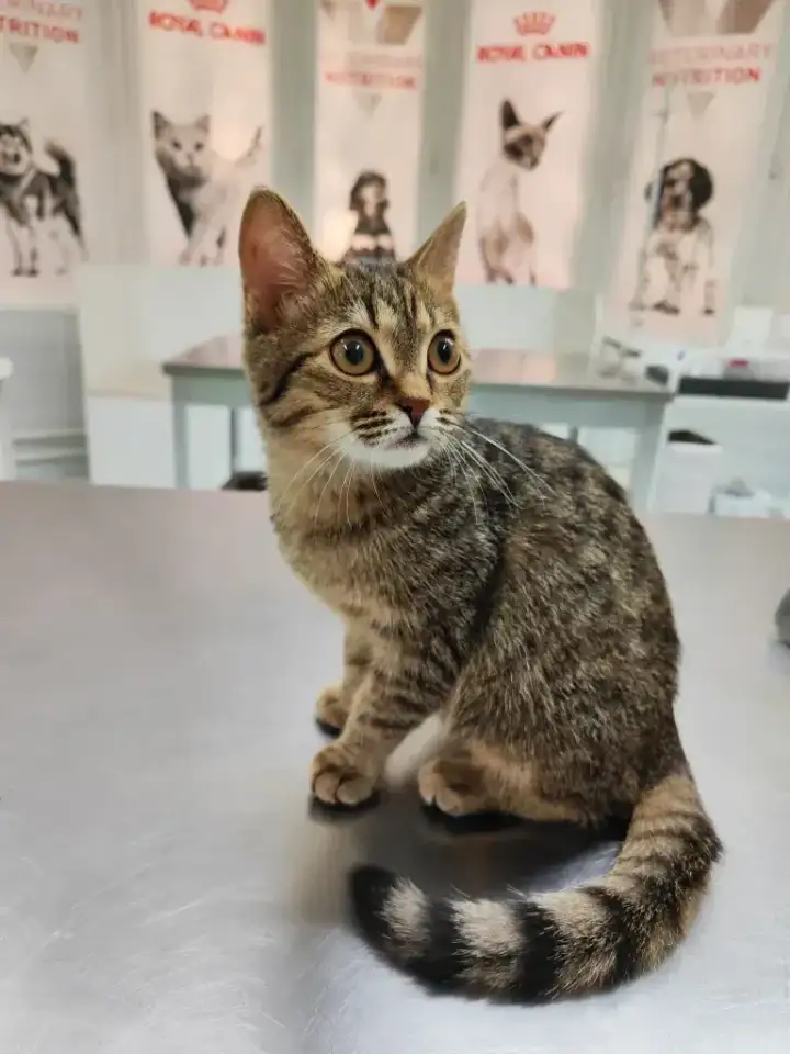 Отдам котенка в добрые руки!, фотография 1