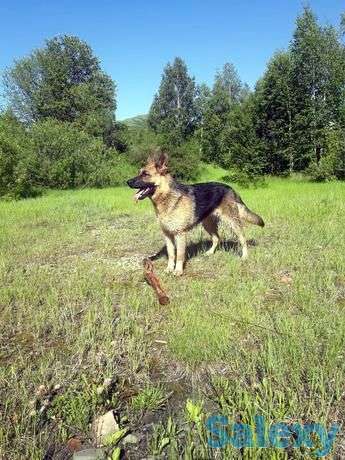 Продам щенков восточно-европейской овчарки, фотография 1