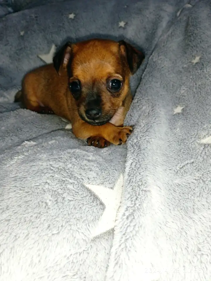 Продается щенок той терьера, фотография 1