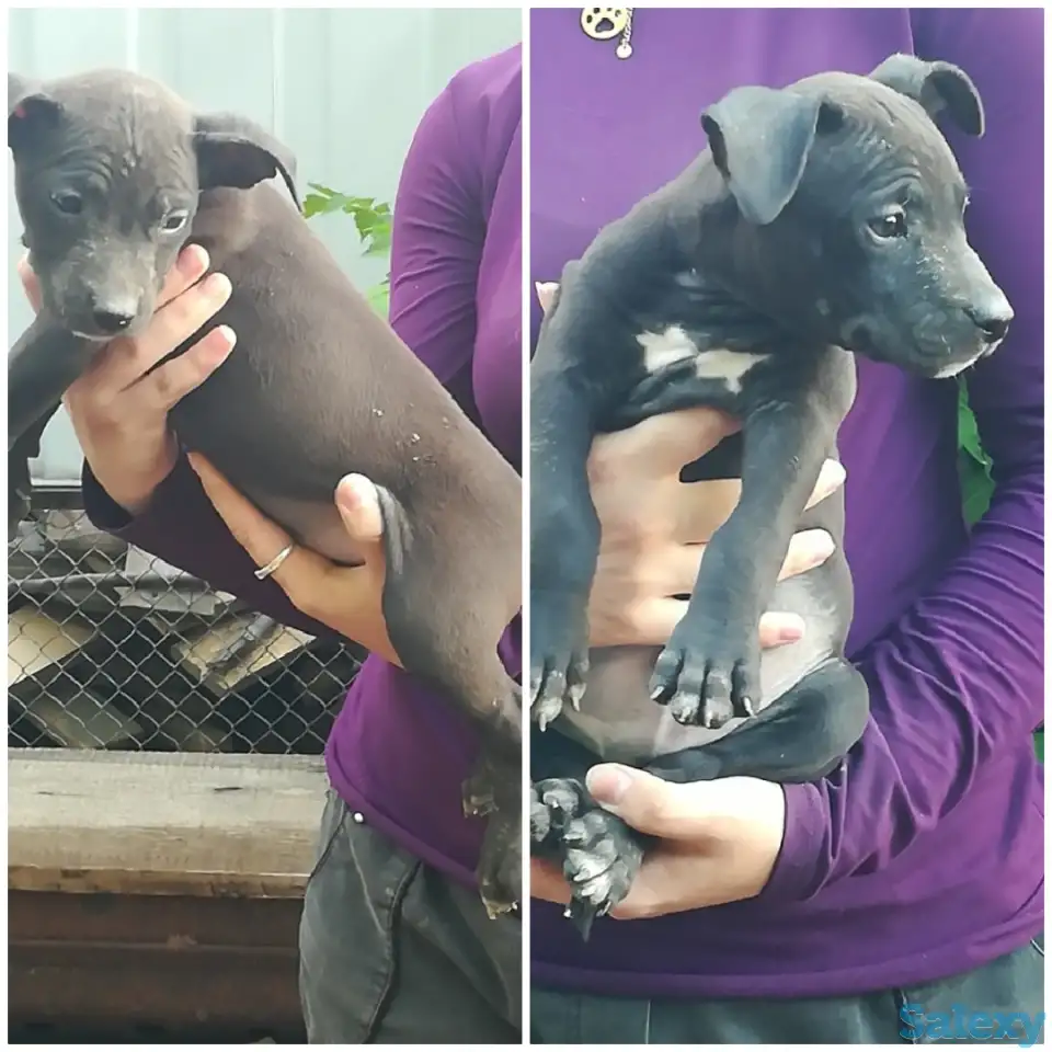 Стаффордширский терьер щенки продам, фотография 3