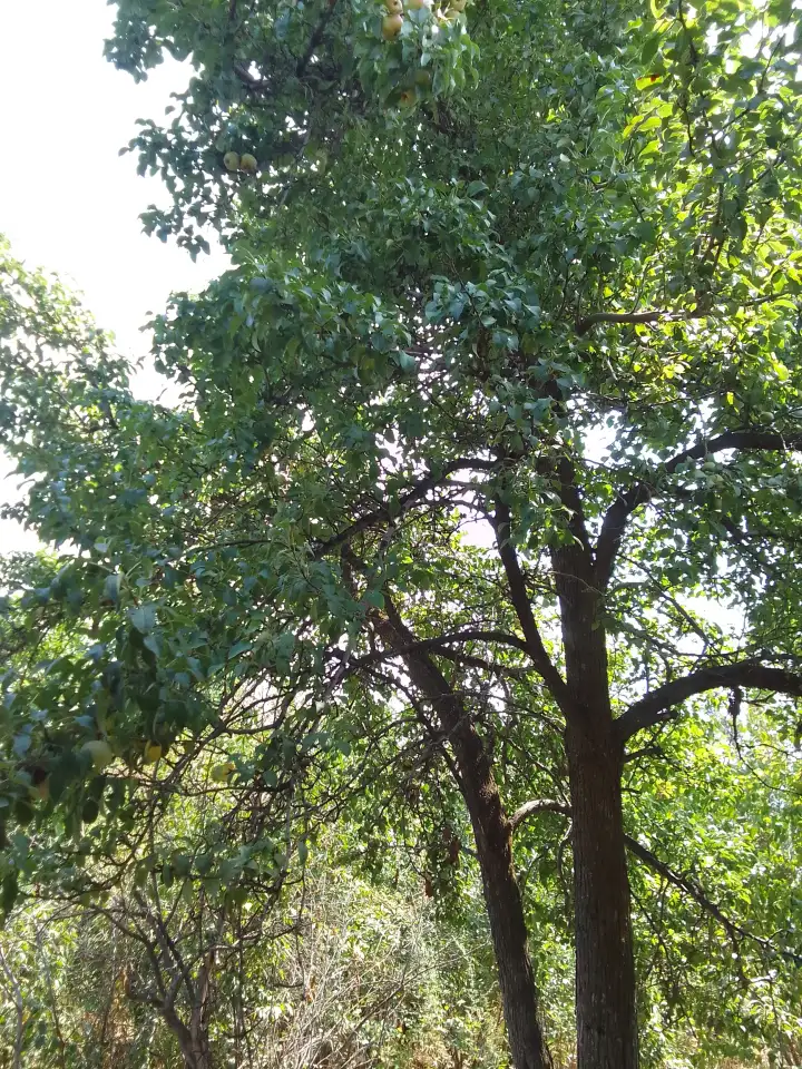 Продам, Алтын орда, фотография 2