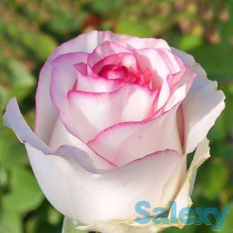 Саженцы, фотография 4