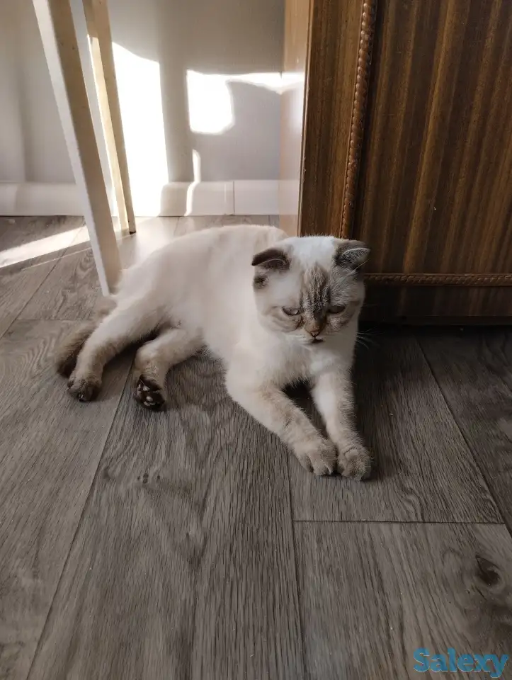 Продаются котята. Шотландская вислоухая., фотография 1