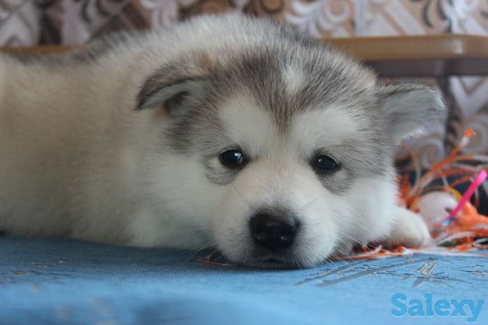 Щенки Аляскинского маламута, фотография 3