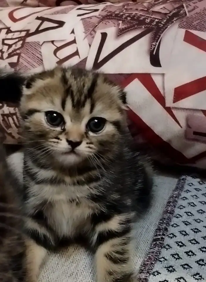 Продаются Шотландские котята, фотография 1