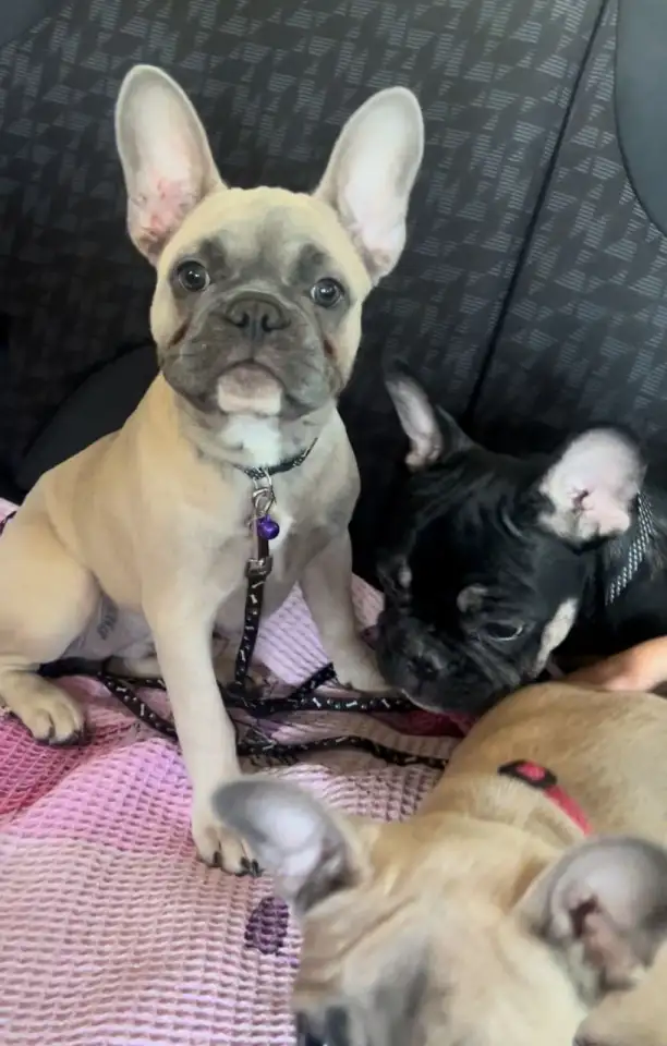 В продаже Шикарные девочки французского бульдога, фотография 2