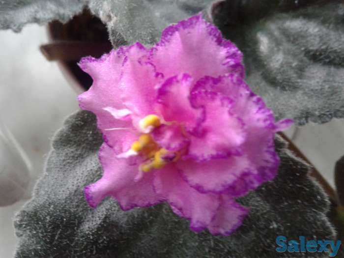 Фиолетовая и бордовая сортовая фиалочка цветущая., фотография 4