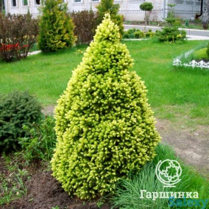 Ель канадская коника майголд, фотография 1