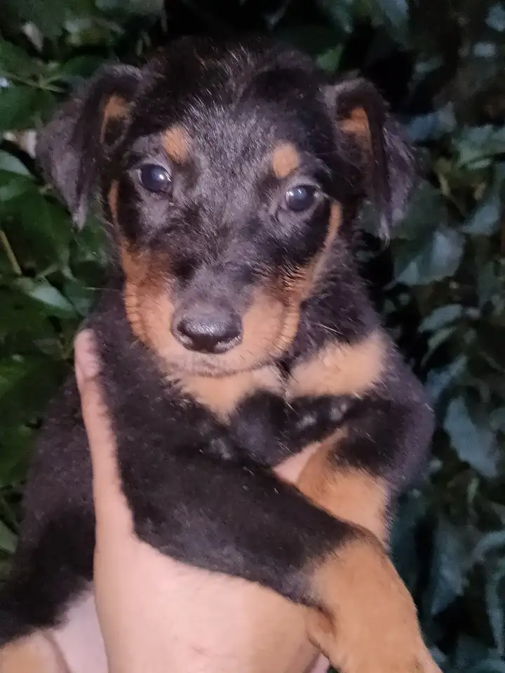 Щенки Босероны, фотография 7