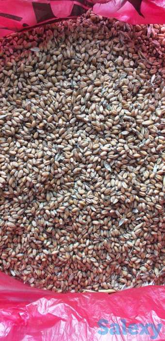 Продам пшеница, фотография 1