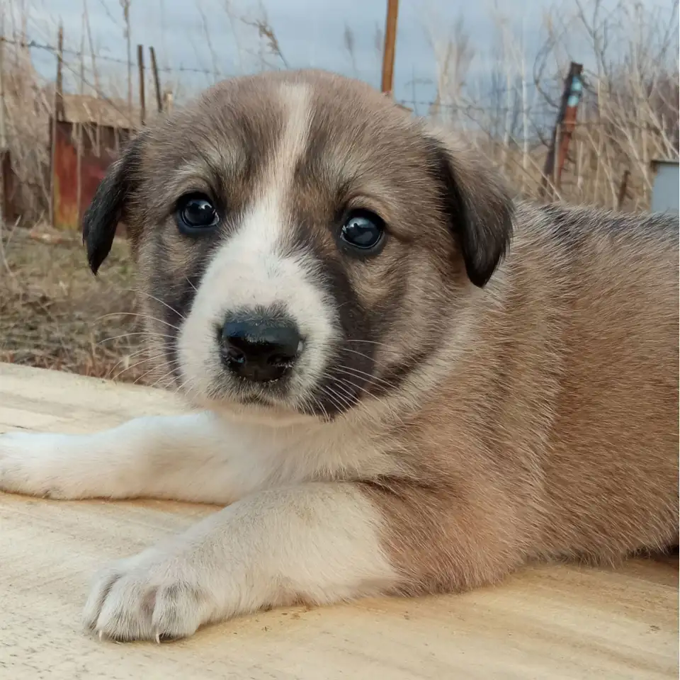 Отдам щенят, фотография 6