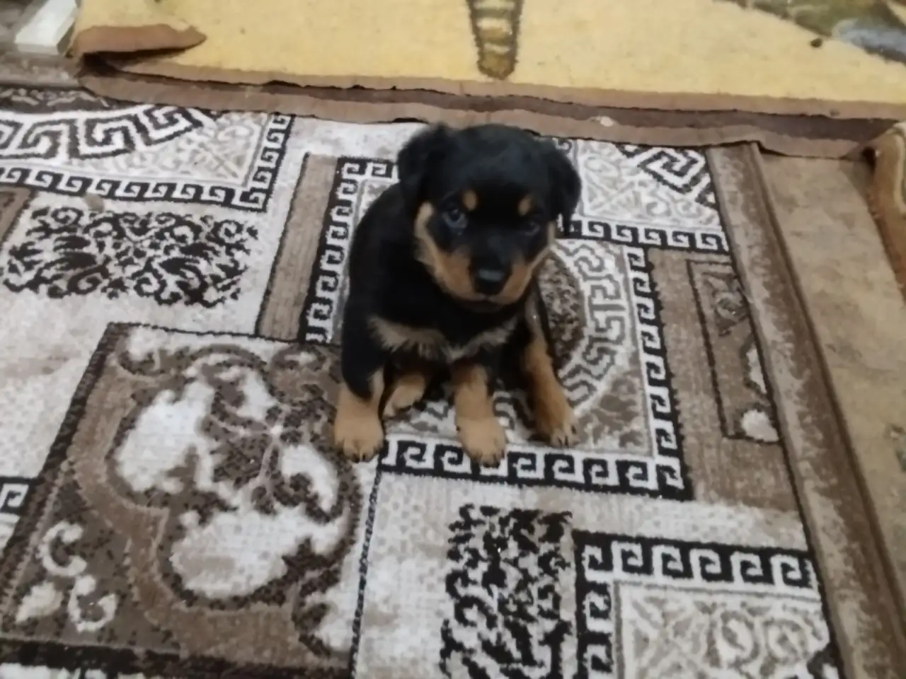 Продам, фотография 5