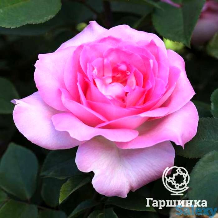 Роза беверли чайно-гибридная, топалович, фотография 1