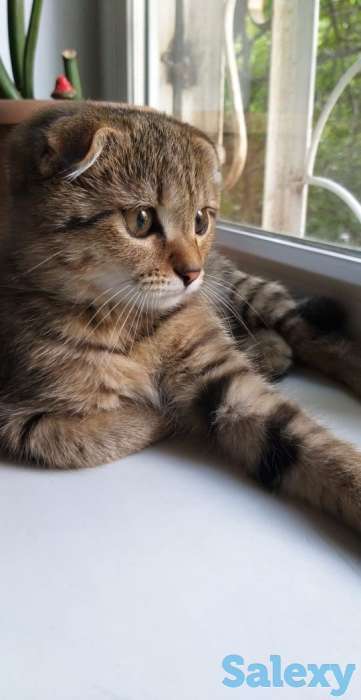 продам веслоуху  5 мес., фотография 3