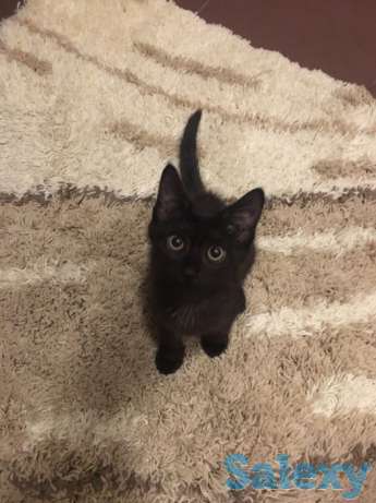 Котенок в добрые руки, фотография 1