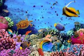 Египет, страна сфинксов и фараонов, зимой и летом одним цветом — цветом бирюзового моря!, фотография 5