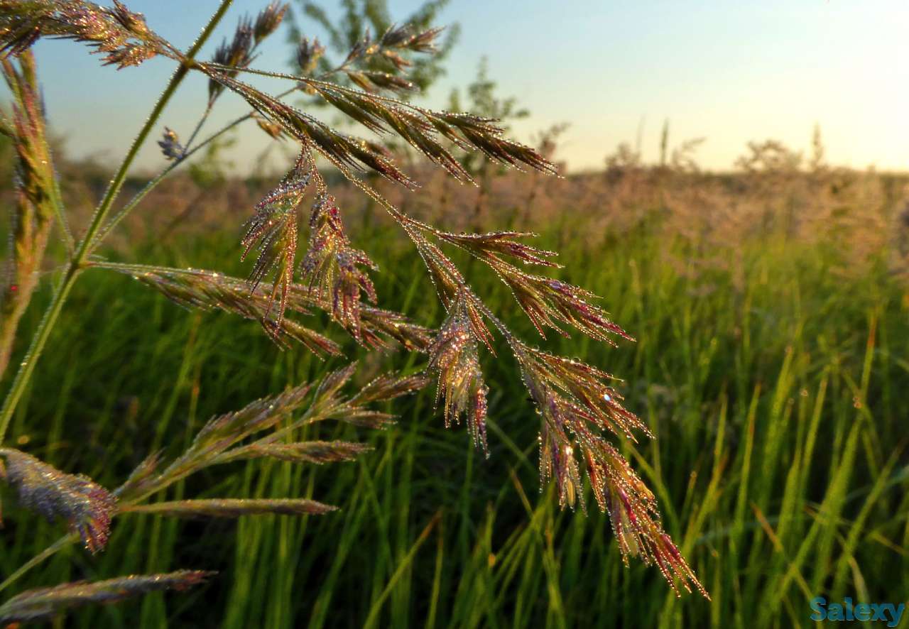 Семена суданки, суданская трава, Кинельская 100, Изумрудная, фотография 2