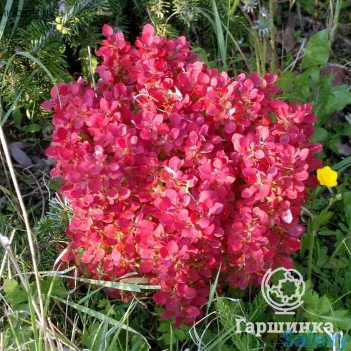 Барбарис лютин руж, фотография 1