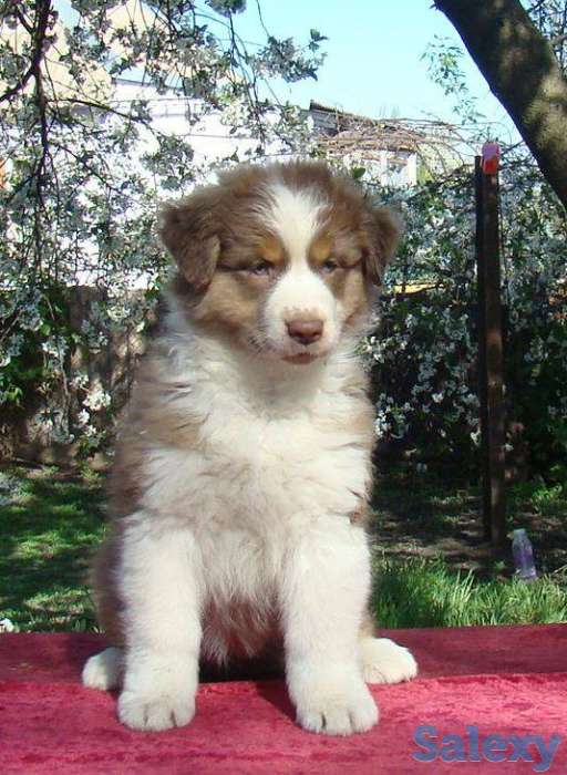 Продаются щенки Австралийской овчарки, фотография 6