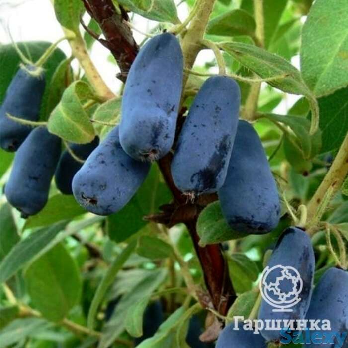 Жимолость Труженица, фотография 1