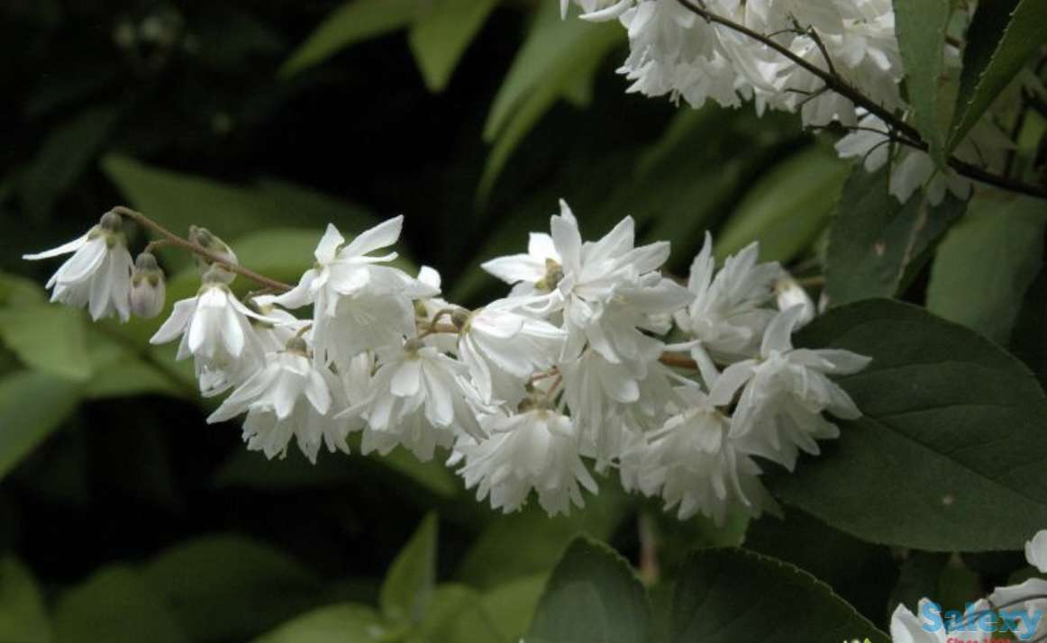 Саженцы, фотография 6