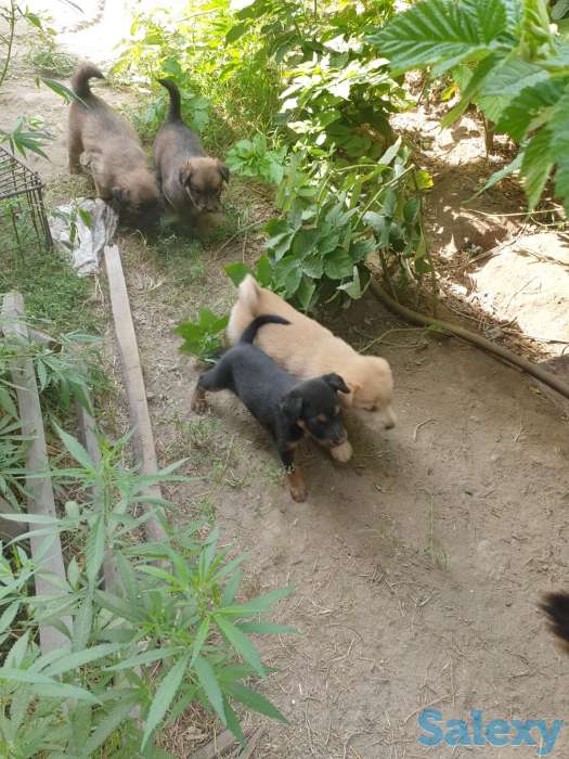 Отдам щенков в добрые руки!, фотография 2