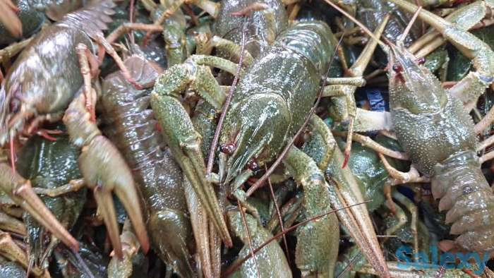 Куплю живых раков, фотография 1