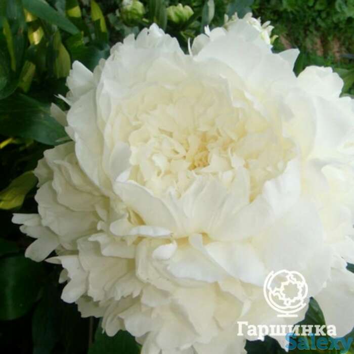 Пион миссис ж.в. эдлунд, фотография 1