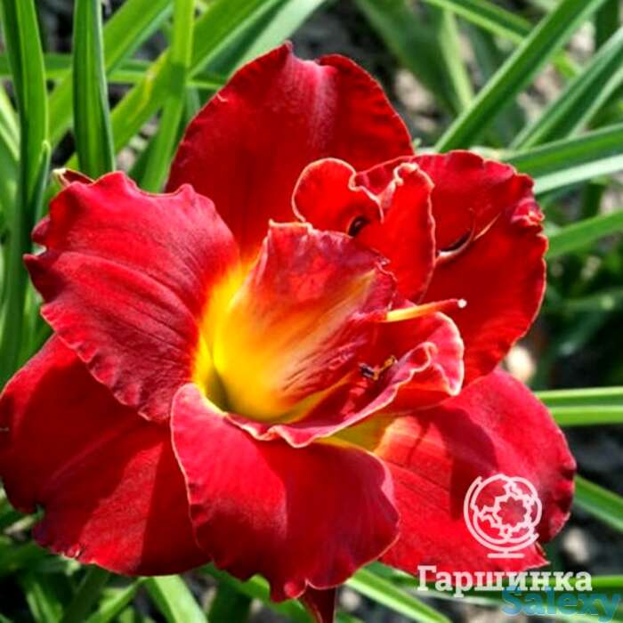 Лилейник хайленд лорд, фотография 1