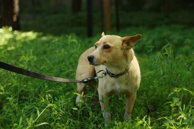Отдается в добрые руки Алиса, фотография 2
