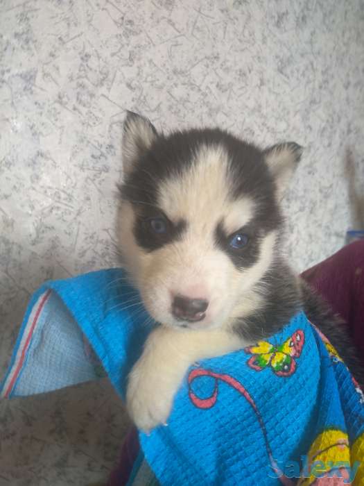Продаю щенков сибирской хаски, фотография 5