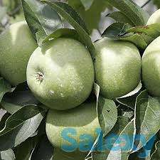 Саженец яблони Ренет Симиренко ММ 106, фотография 1