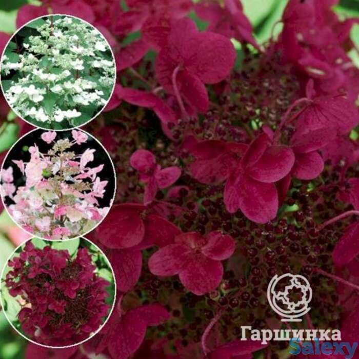 Гортензия вимс ред, фотография 1