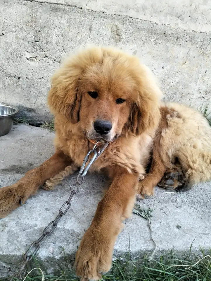 Собачьи царь! Тибетский мастиф! Гордость хозяев!, фотография 4