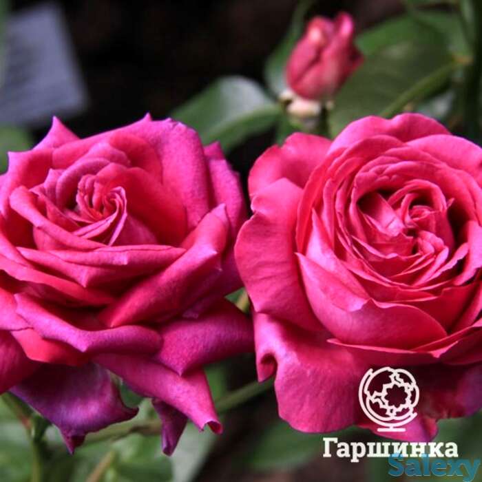 Роза шартрез де парм, дельбар, фотография 1